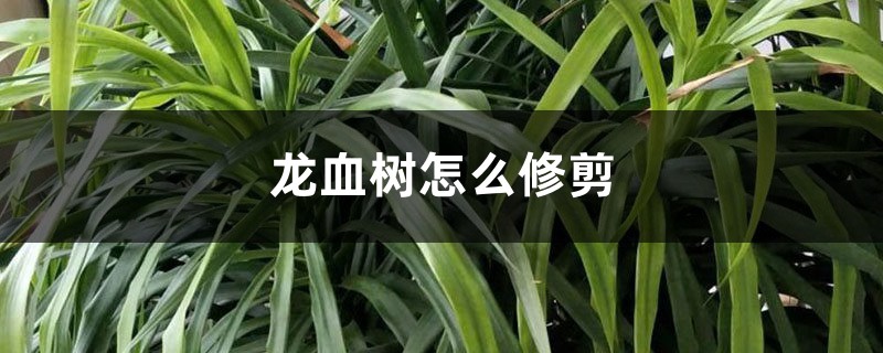 龙血树怎么修剪