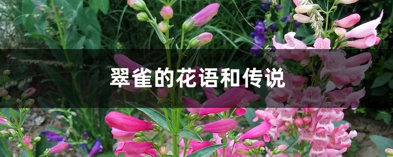 翠雀的花语和传说