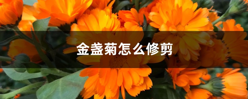 金盏菊怎么修剪