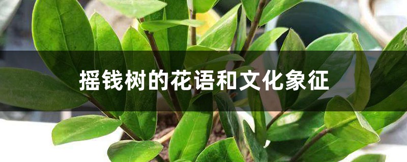 摇钱树的花语和文化象征