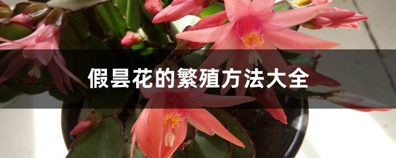 假昙花的繁殖方法大全