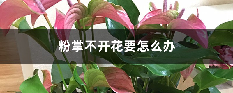 粉掌不开花要怎么办