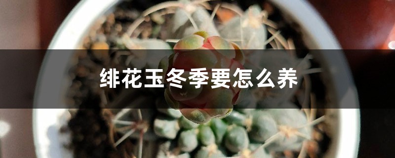 绯花玉冬季要怎么养