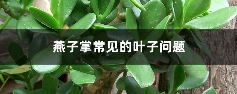 燕子掌常见的叶子问题