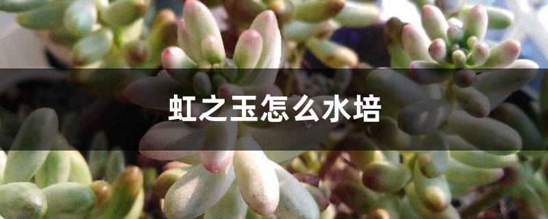 虹之玉怎么水培