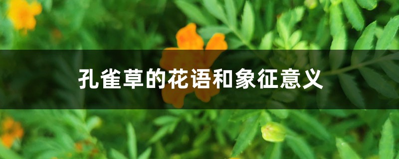 孔雀草的花语和象征意义