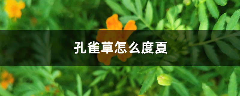 孔雀草怎么度夏