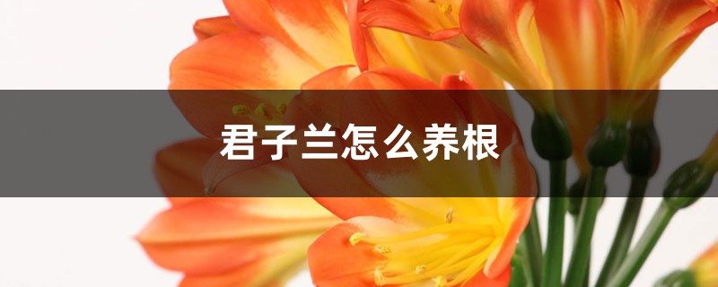 君子兰怎么养根