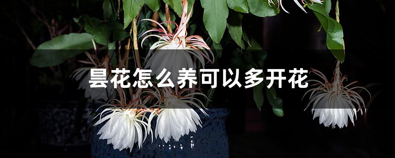 昙花怎么养可以多开花