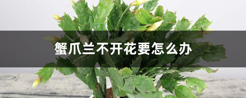 蟹爪兰不开花要怎么办