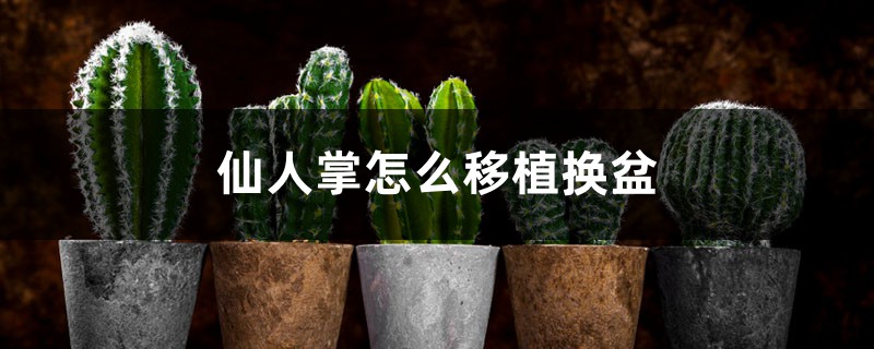 仙人掌怎么移植换盆