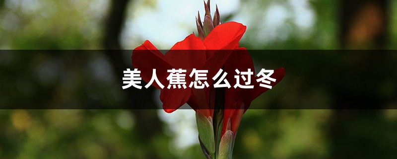 美人蕉怎么过冬