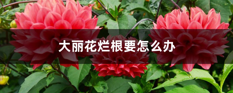 大丽花烂根要怎么办