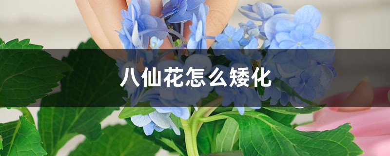 八仙花怎么矮化