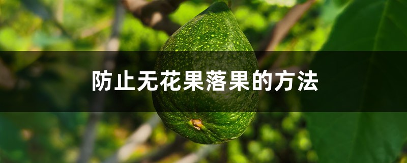 防止无花果落果的方法