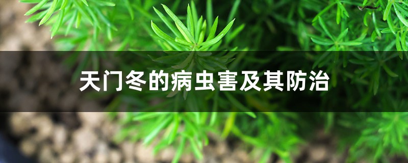 天门冬的病虫害及其防治