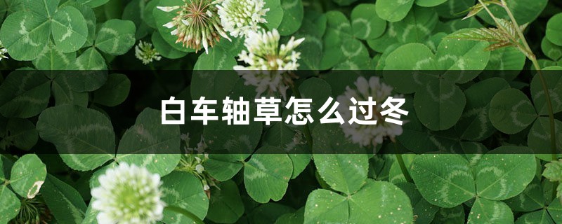 白车轴草怎么过冬