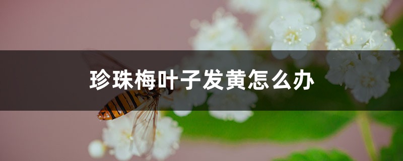 珍珠梅叶子发黄怎么办