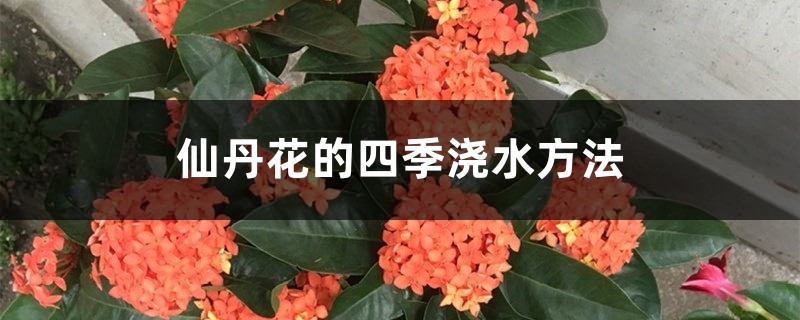 仙丹花的四季浇水方法