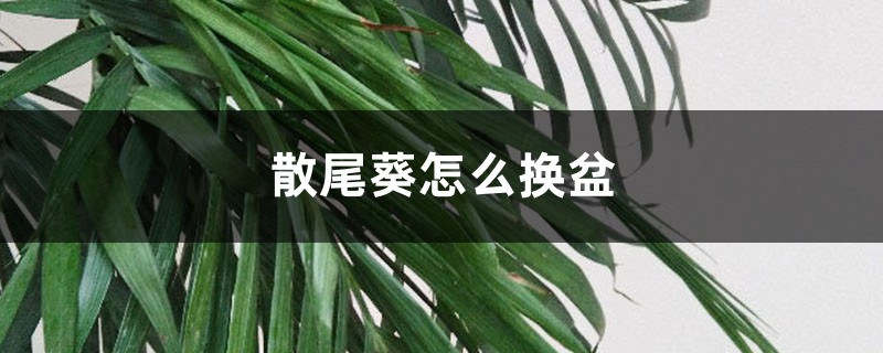 散尾葵怎么换盆