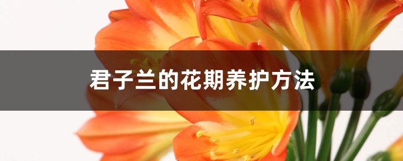 君子兰的花期养护方法