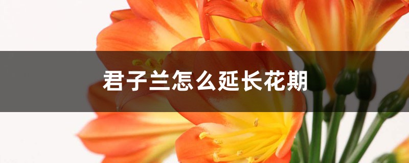 君子兰怎么延长花期