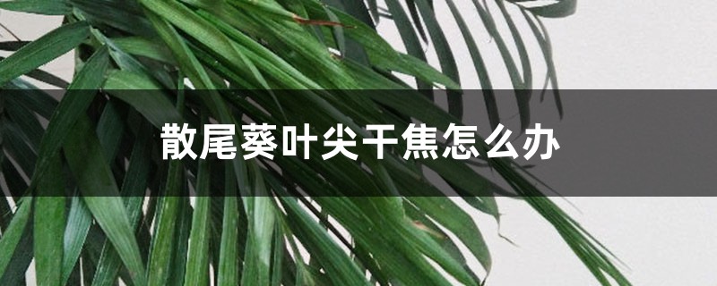 散尾葵叶尖干焦怎么办