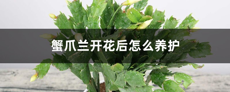 蟹爪兰开花后怎么养护