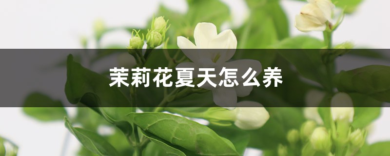 茉莉花夏天怎么养