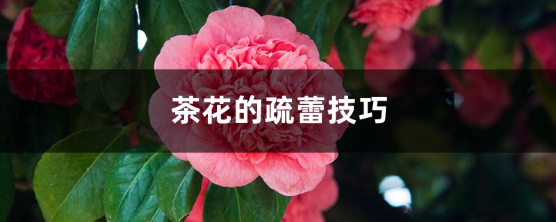 茶花的疏蕾技巧