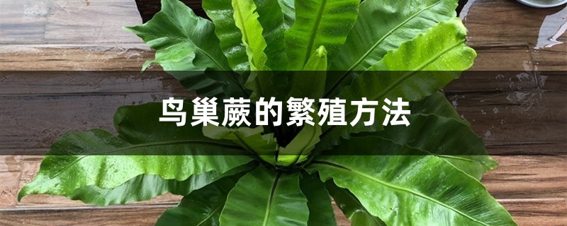 鸟巢蕨的繁殖方法