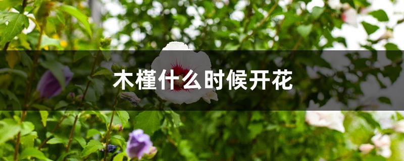 木槿什么时候开花