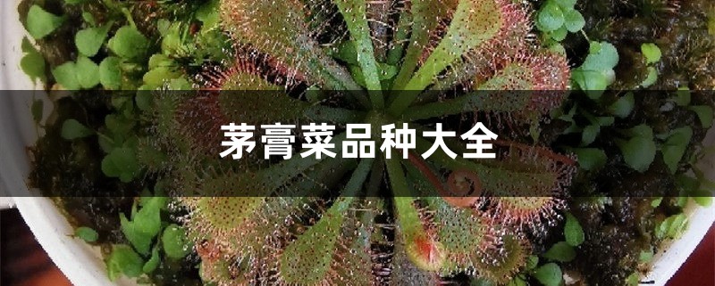 茅膏菜品种大全