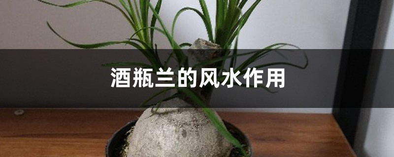 酒瓶兰的风水作用