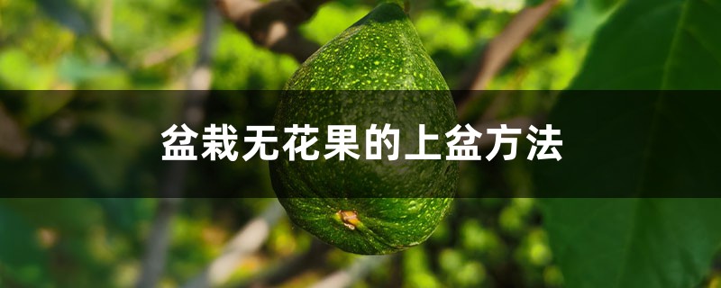 盆栽无花果的上盆方法