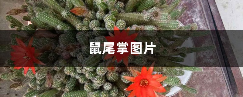 鼠尾掌图片