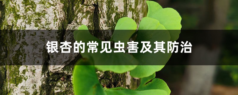 银杏的常见虫害及其防治