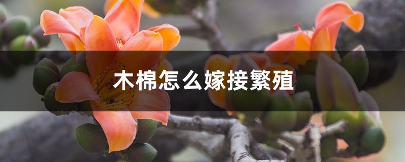 木棉怎么嫁接繁殖