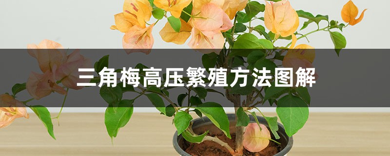 三角梅高压繁殖方法图解