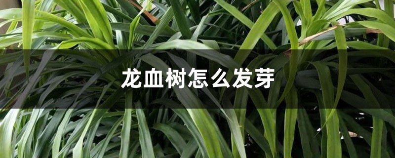 龙血树怎么发芽