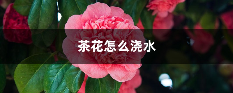 茶花怎么浇水