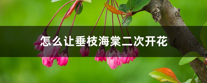 怎么让垂枝海棠二次开花