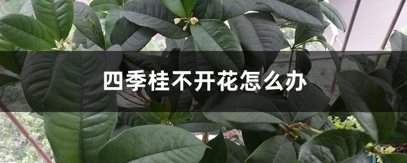 四季桂不开花怎么办