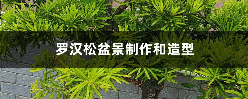 罗汉松盆景制作和造型