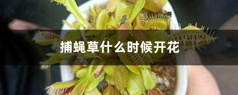 捕蝇草什么时候开花