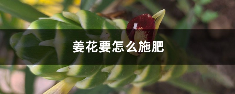 姜花要怎么施肥