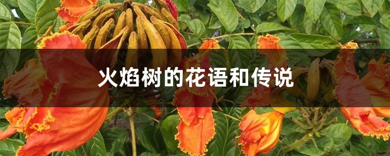 火焰树的花语和传说