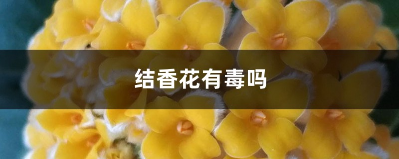 结香花有毒吗