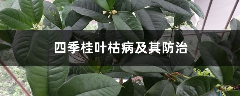 四季桂叶枯病及其防治