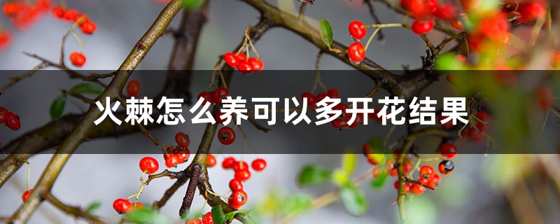 火棘怎么养可以多开花结果